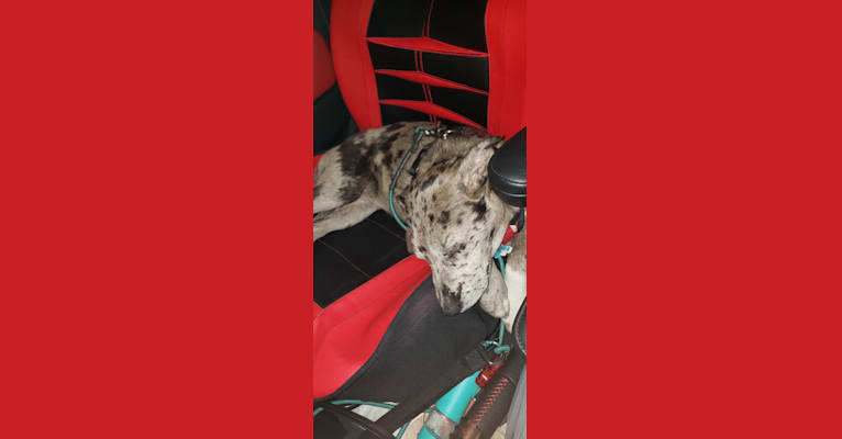 Bayou, a Labrador Retriever and American Pit Bull Terrier mix tested with EmbarkVet.com