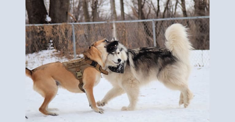 Photo of Aldo, a German Shepherd Dog, American Pit Bull Terrier, and Akita mix in Little Rock, Arkansas, USA