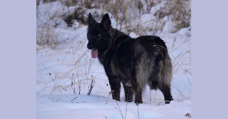 Lulu, a German Shepherd Dog and Alaskan Malamute mix tested with EmbarkVet.com