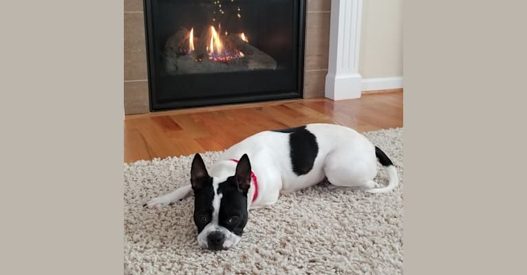Rosey, a Boston Terrier and West Highland White Terrier mix tested with EmbarkVet.com