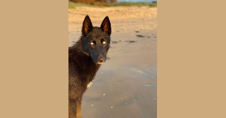 Oksana, a Siberian Husky and German Shepherd Dog mix tested with EmbarkVet.com