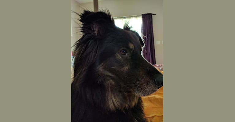 Cooper, a German Shepherd Dog and Golden Retriever mix tested with EmbarkVet.com