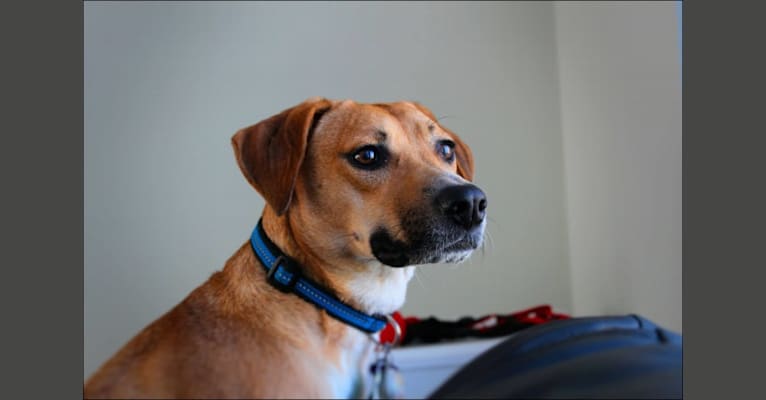 Kara, an American English Coonhound and Boxer mix tested with EmbarkVet.com