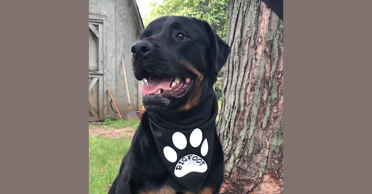 “Rookie” Dozers Runtley Persisted, a Rottweiler tested with EmbarkVet.com