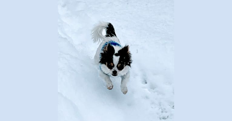 Photo of Gizzy, a Chihuahua  in Oklahoma, USA