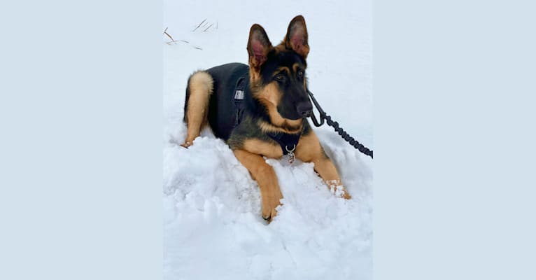 OTTO, a German Shepherd Dog tested with EmbarkVet.com