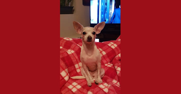 Winnie, a Chihuahua and Miniature Pinscher mix tested with EmbarkVet.com