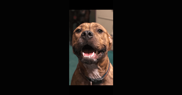 Hank, an American Pit Bull Terrier and American Bulldog mix tested with EmbarkVet.com