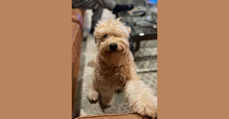 Frank, a Soft Coated Wheaten Terrier and Miniature Schnauzer mix tested with EmbarkVet.com