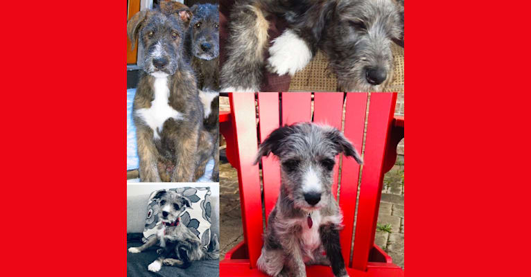 Photo of Milli, a Shetland Sheepdog, West Highland White Terrier, and Poodle (Small) mix in Cobden, Ontario, Canada