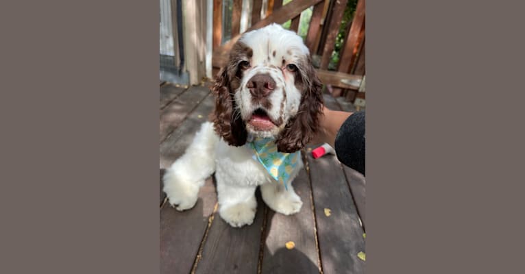 Photo of Stanley, a Cocker Spaniel  in North Highlands, California, USA