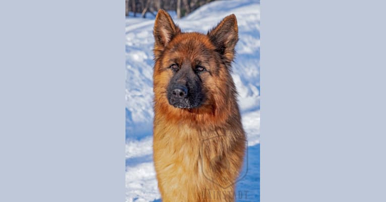 Photo of Pyro, a German Shepherd Dog  in Germany