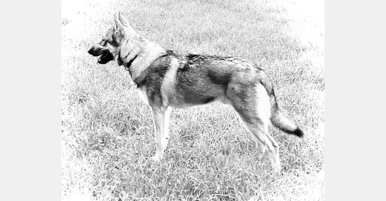 Obi, a Saarloos Wolfdog and Norwegian Elkhound mix tested with EmbarkVet.com