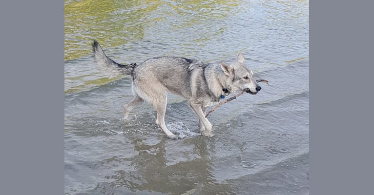 Photo of Ishtar (Estrella v.d. Scheldeschorre), a Saarloos Wolfdog  in Zeeland, Nederland