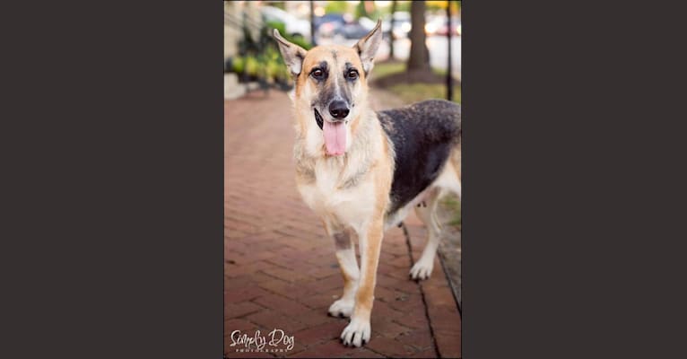 Photo of Brie, a German Shepherd Dog, American Eskimo Dog, and Boxer mix in Odessa, Florida, USA
