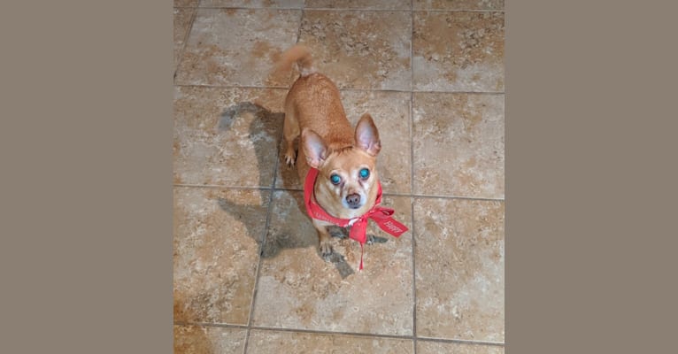 Cappo, a Chihuahua and Miniature Pinscher mix tested with EmbarkVet.com