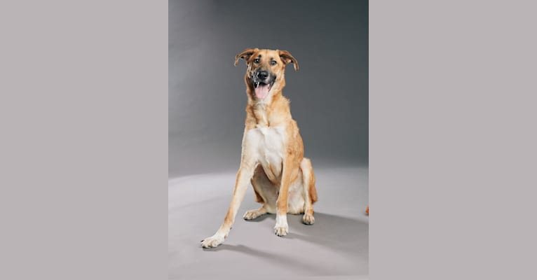 Luger, a German Shepherd Dog and Great Pyrenees mix tested with EmbarkVet.com