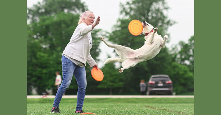 MAXIMILLIAN, a Border Collie (6.1% unresolved) tested with EmbarkVet.com
