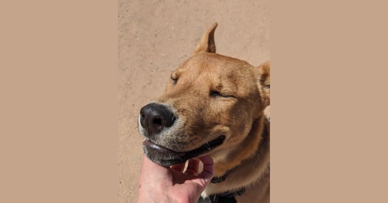 Photo of Nico, a Siberian Husky, Rottweiler, German Shepherd Dog, American Pit Bull Terrier, and Chow Chow mix in Tucson, Arizona, USA
