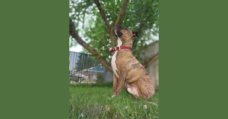 Photo of Rosco, an American Pit Bull Terrier  in Tacoma, Washington, USA