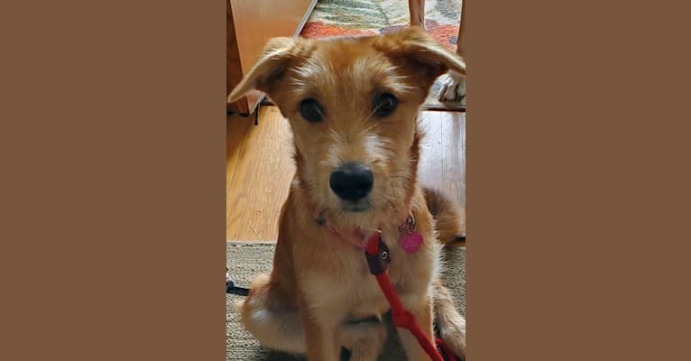 Zoey, a Rat Terrier and Siberian Husky mix tested with EmbarkVet.com