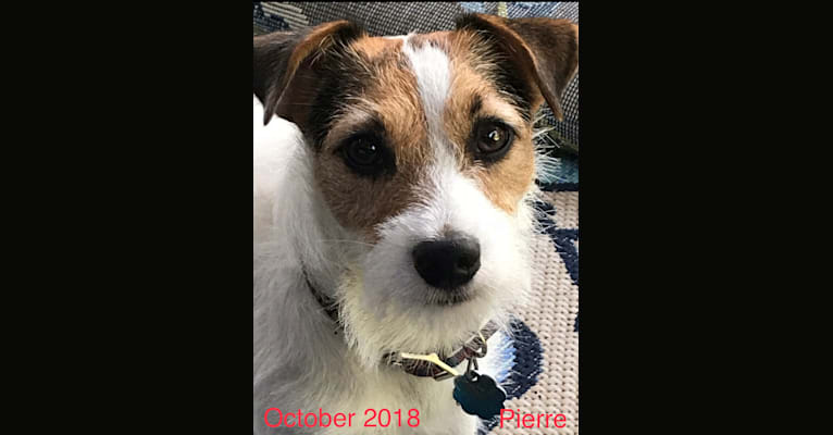Pierre, a Russell-type Terrier tested with EmbarkVet.com