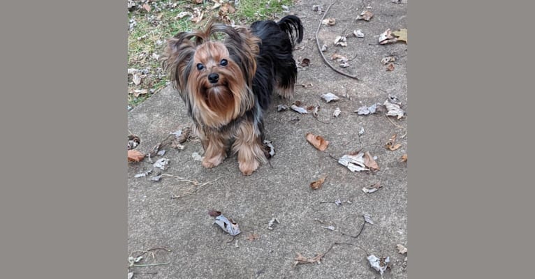 Photo of Mocha, a Yorkshire Terrier  in Kendallville, IN, USA