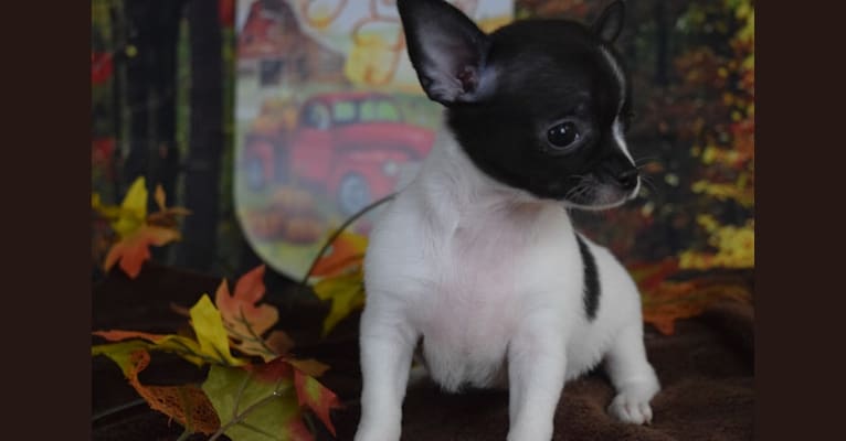 Alabama, a Chihuahua tested with EmbarkVet.com