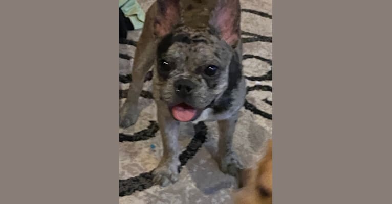 Photo of Bella, a French Bulldog  in 608 6th St SW, Waseca, MN, USA