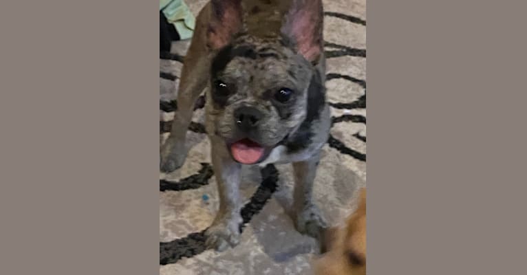 Genetic testing french bulldog clearance