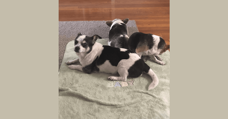 Photo of Nunu (+Oreo and Chippy), a Chihuahua and Mixed mix in Montclair, California, USA