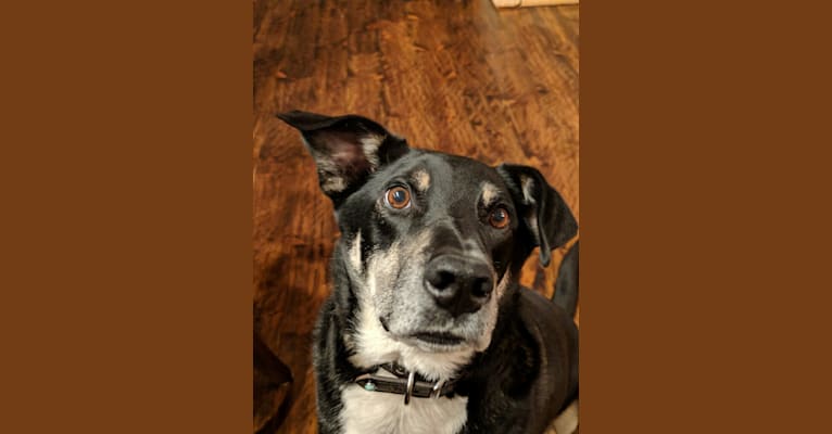 Franklin, a Border Collie and Australian Cattle Dog mix tested with EmbarkVet.com