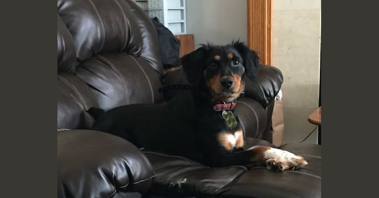 Photo of Colt, a Rat Terrier, Bluetick Coonhound, Mountain Cur, and Mixed mix in Faribault, MN, USA