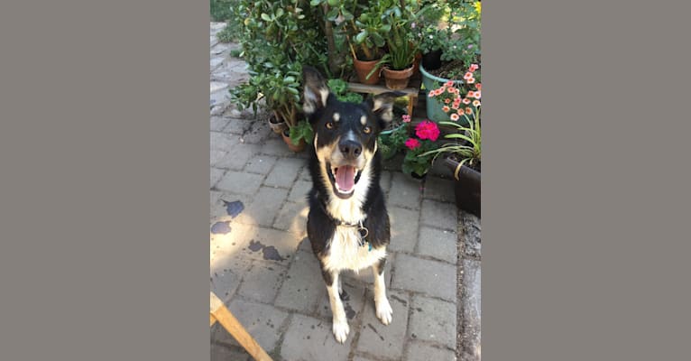 Ollie, a Border Collie tested with EmbarkVet.com