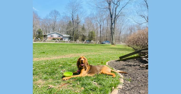 Photo of Shelbs, a Bloodhound  in Burlington, NC, USA