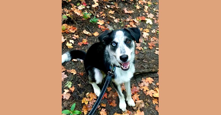 Rambo, a Siberian Husky and Rottweiler mix tested with EmbarkVet.com