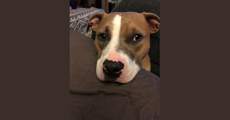 Photo of Rosie, an American Pit Bull Terrier, American Staffordshire Terrier, and Bulldog mix in Minneapolis, Minnesota, USA