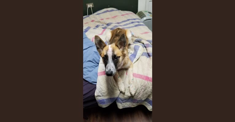 Mimzi, an Australian Cattle Dog and German Shepherd Dog mix tested with EmbarkVet.com