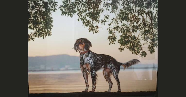 Bowie, a Llewellin Setter tested with EmbarkVet.com