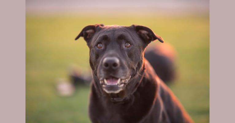 Bowser, a Staffordshire Terrier and Rottweiler mix tested with EmbarkVet.com