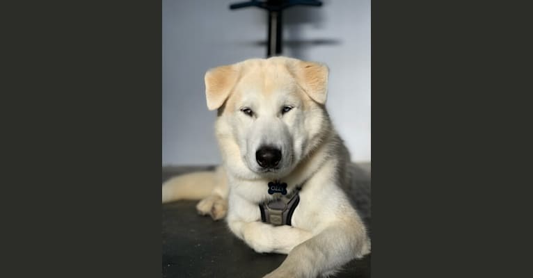 Ozzy, a Siberian Husky and Alaskan Malamute mix tested with EmbarkVet.com