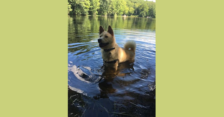 Photo of Zeus, a Chow Chow, Australian Cattle Dog, German Shepherd Dog, and Mixed mix in Alabama, USA