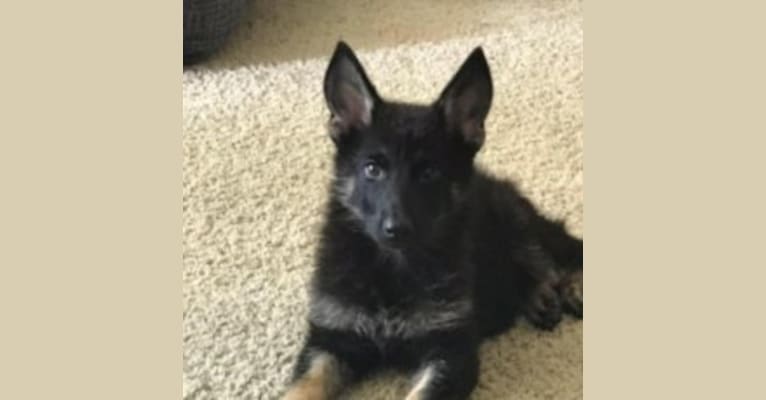 Jasmine, a German Shepherd Dog tested with EmbarkVet.com