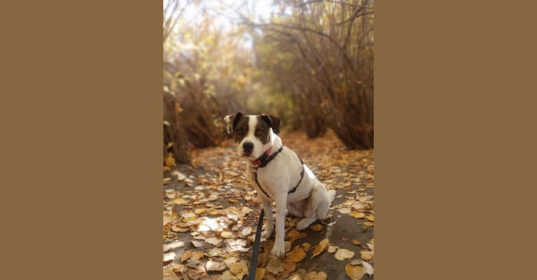 Stella, an American Pit Bull Terrier and German Shepherd Dog mix tested with EmbarkVet.com