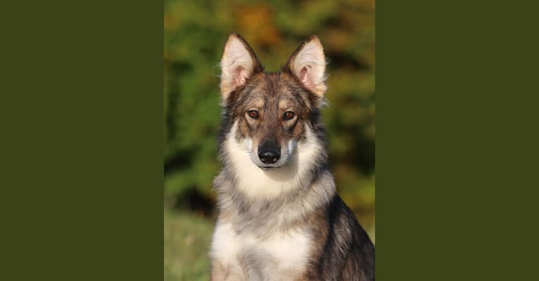 Devi, a German Shepherd Dog tested with EmbarkVet.com