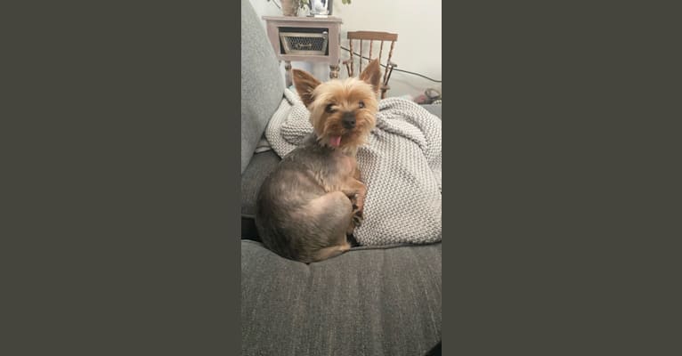 Oscar, a Yorkshire Terrier tested with EmbarkVet.com