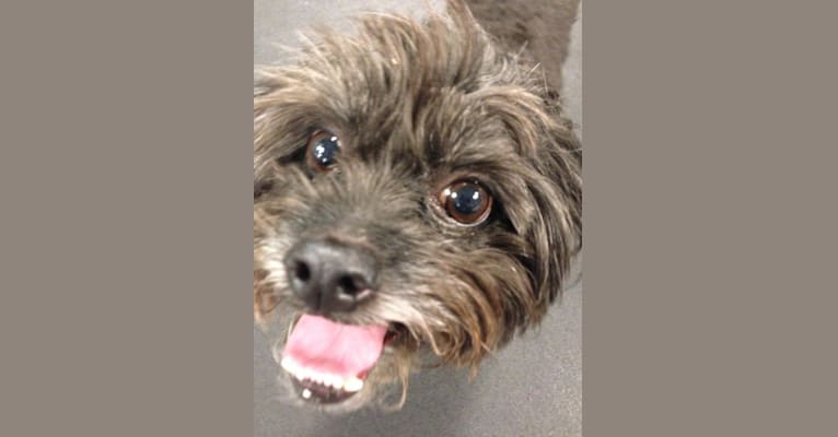 Sprout, a Poodle (Small) and Shih Tzu mix tested with EmbarkVet.com