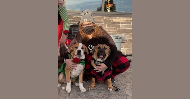 Photo of Dune, an American Bulldog, Bulldog, Caucasian Ovcharka, and Boerboel mix in Buffalo, NY, USA