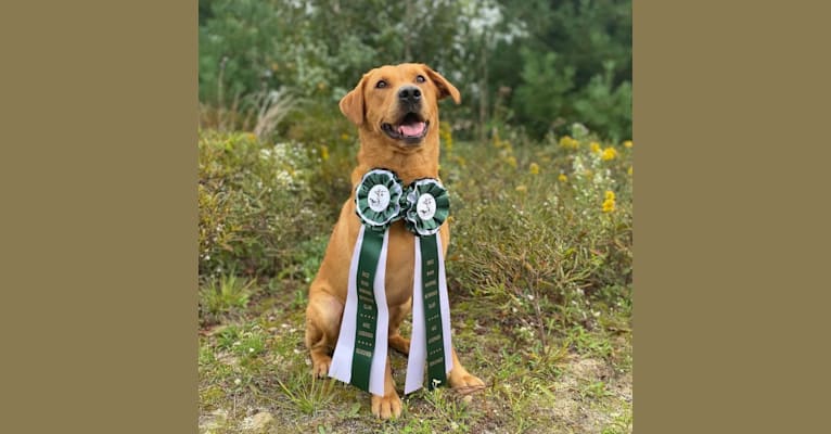 Murc, a Labrador Retriever tested with EmbarkVet.com