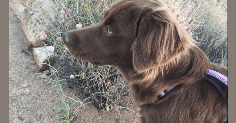 Dakota, a German Shepherd Dog and Labrador Retriever mix tested with EmbarkVet.com